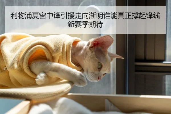 利物浦夏窗中锋引援走向渐明谁能真正撑起锋线新赛季期待